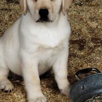 Labrador retriever cuccioli meschi miele 3 mesi