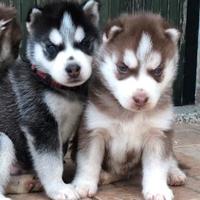 Cuccioli di Husky occhi azzurri e pedigree ENCI