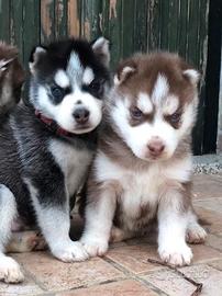 Cuccioli di Husky occhi azzurri e pedigree ENCI
