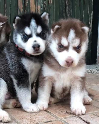 Cuccioli di Husky occhi azzurri e pedigree ENCI
