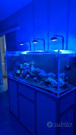 Acquario marino 