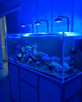 Acquario marino 