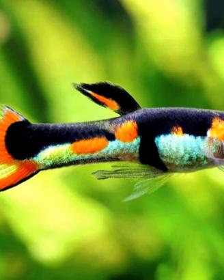 Guppy