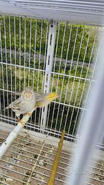 Canarini agata topazio GM