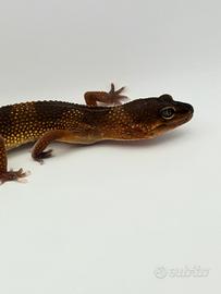 Geco leopardino