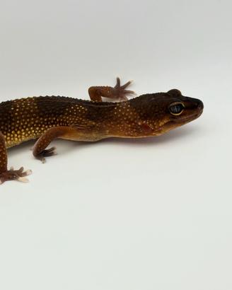 Geco leopardino