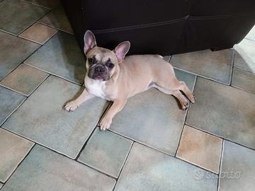 Bulldog Francese