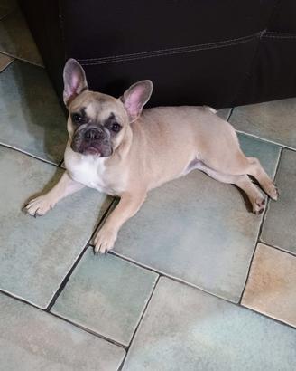 Bulldog Francese