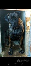Cane corso recupero spese