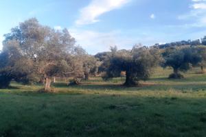 Terreno agricolo zona villa buonaccorsi