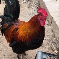 Galli Marans e Brahma