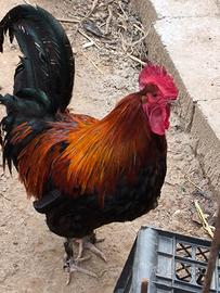 Galli Marans e Brahma