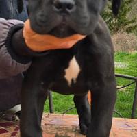 Cucciolo Cane Corso
