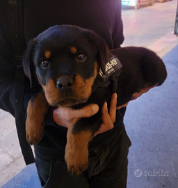 Rottweiler