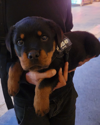 Rottweiler