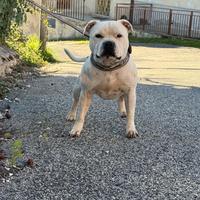 Staffordshire Bull terrier