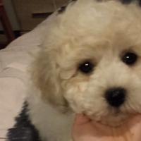 Cuccioli di bichon frisè e sia di bolognese
