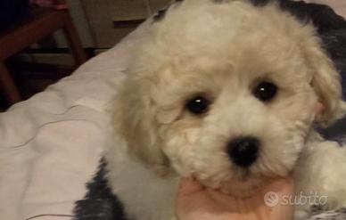 Cuccioli di bichon frisè e sia di bolognese