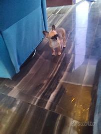 Iut chihuahua mini Toy