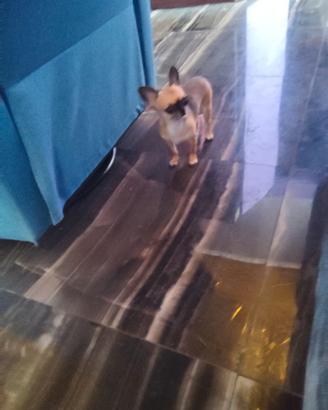 Iut chihuahua mini Toy