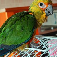 Conuri allevati a mano