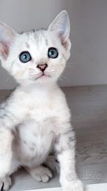 Cuccioli pura razza gatto bengala