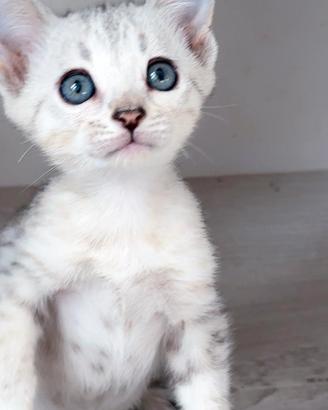 Cuccioli pura razza gatto bengala