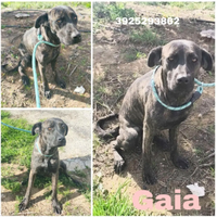Una casa per Gaia cagnolina in adozione