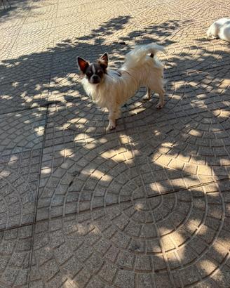 Chihuahua