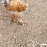 Gallo Brahma Lemon Pyle