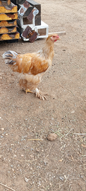 Gallo Brahma Lemon Pyle