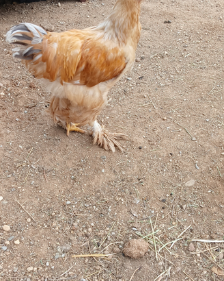 Gallo Brahma Lemon Pyle