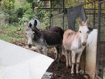 Asini coppia o singoli