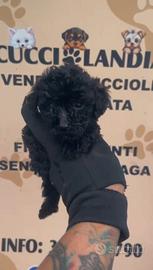 barboncino Toy nero femmina anche a rate 