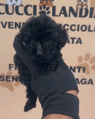 barboncino Toy nero femmina anche a rate 
