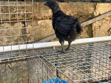 Pulcino ayam cemani