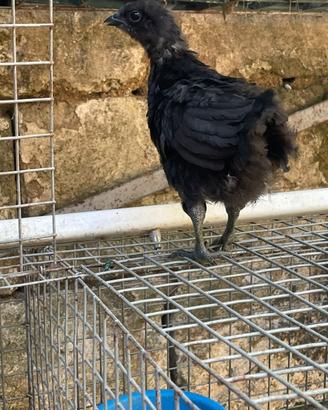 Pulcino ayam cemani