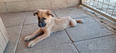 Luna cucciola in adozione