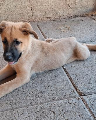 Luna cucciola in adozione