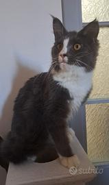 Cucciola maine coon
