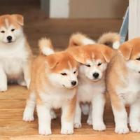 Akita inu con pedigree ENCI