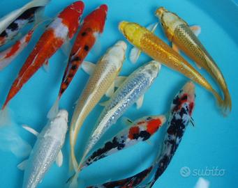 Carpe koi pinnacorta grado A e butterfly