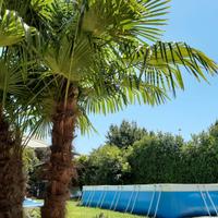 Piscina 500 x 230