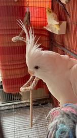 Calopsite albina allevata a mano