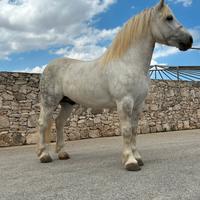 Castrone disponibile