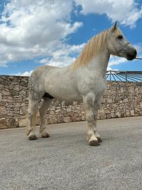 Castrone disponibile