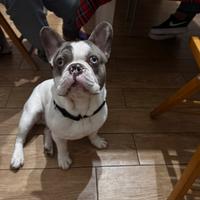 Bulldog francese quasi un anno