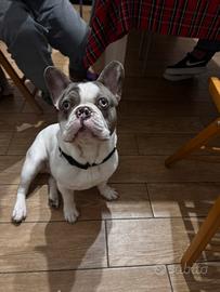 Bulldog francese quasi un anno