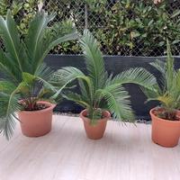 PIANTE DI CYCAS 