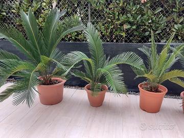 PIANTE DI CYCAS 